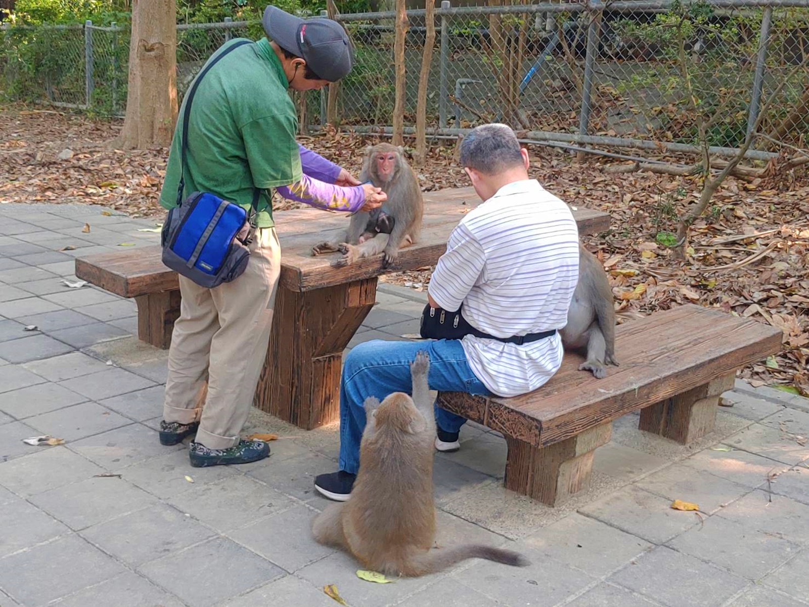 民眾餵食會使獼猴改變生態習性  造成更多人猴衝突.jpg